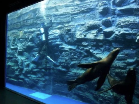 亚克力水族馆制作为何越来越受欢迎？