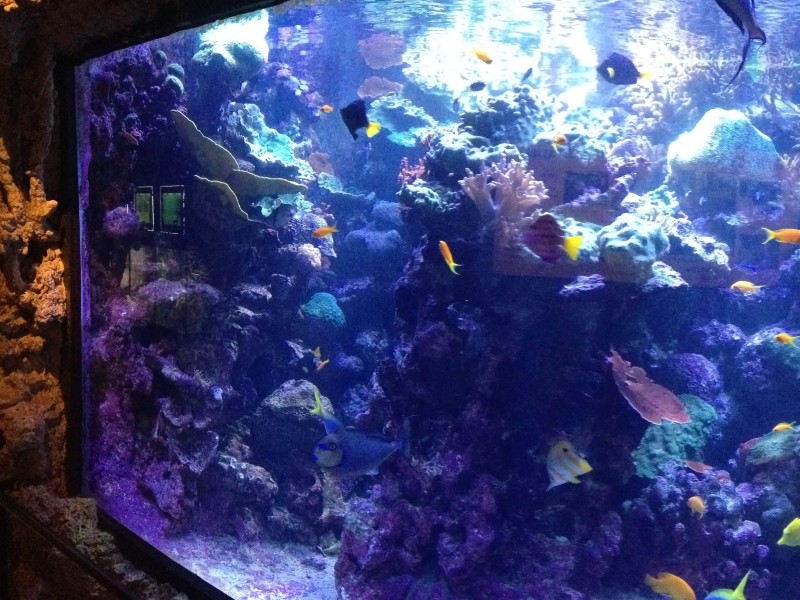 选择亚克力水族馆制作可以从哪些方面着手